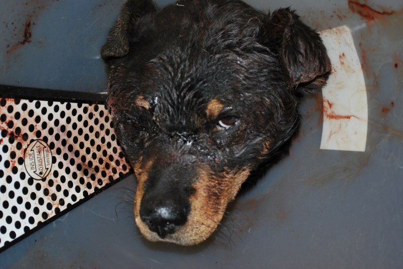 Зоозащитники требуют наказать избившего пса новосибирца